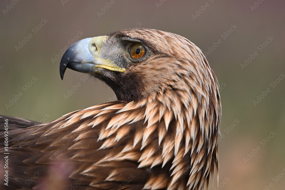 a golden eagle in the mountain on spain a golden eagle in the mountain on spain