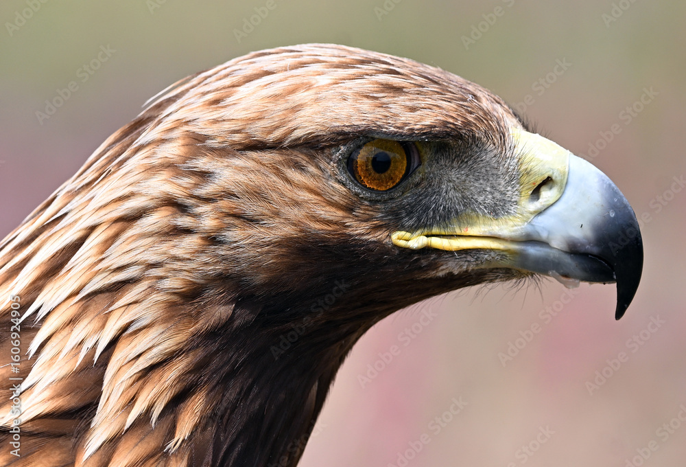 Naklejka premium a powerful golden eagle (aquila chrysaetos) in the mountain on spain
