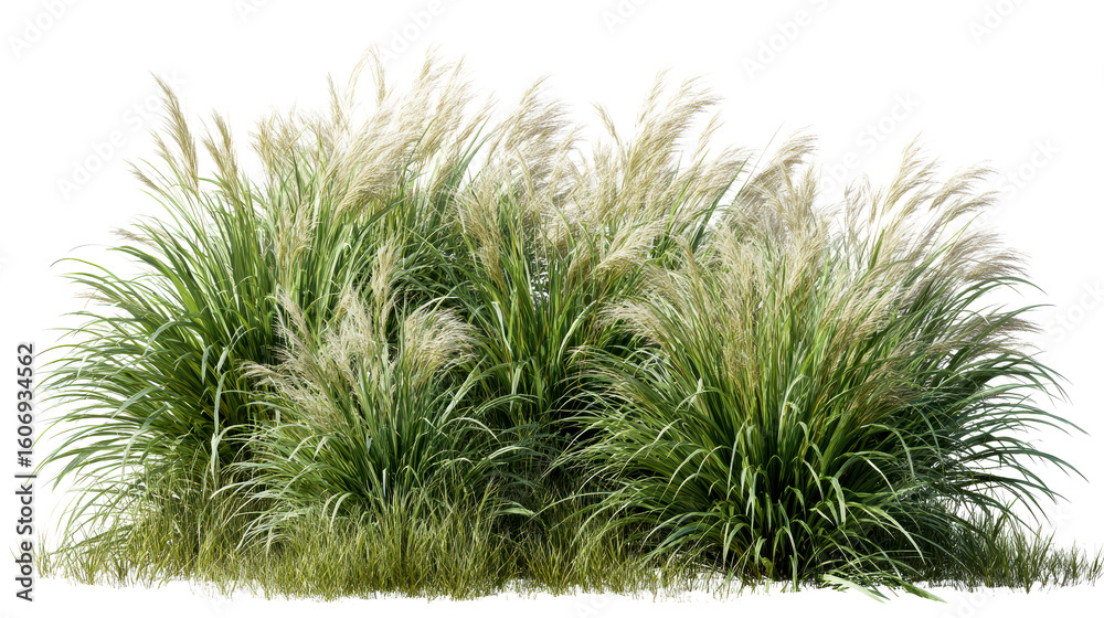 Lush green grass and pampas grass plants on a transparent background Lush green grass and pampas grass plants on a transparent background