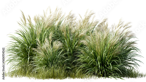 Lush green grass and pampas grass plants on a transparent background