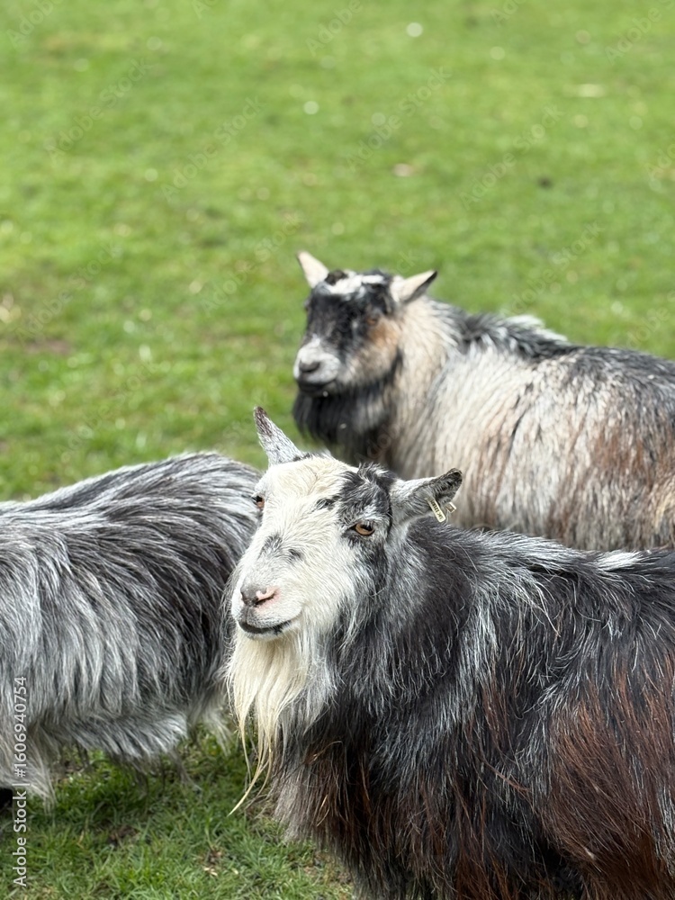 Fototapeta premium Black and white pygmy goats standing in a paddock