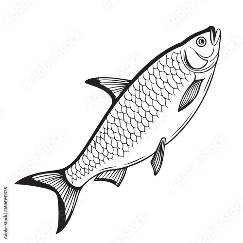 Traditional Hilsa Fish Graphic for Bangladeshi Cuisine and Fish Market Branding