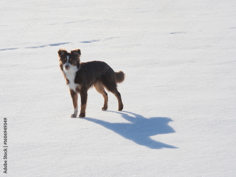 Naklejka premium Dog is standing in the snow, looking at the camera