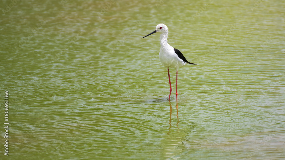 Obraz premium Black-winged stilt bird standing on the shallow calm water body, foraging for food in its natural wetland habitat