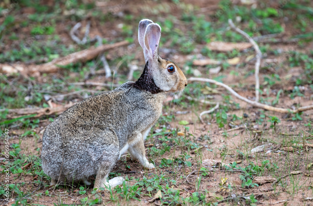 Fototapeta premium Black-naped Hare remains alert on the forest floor with upright ears