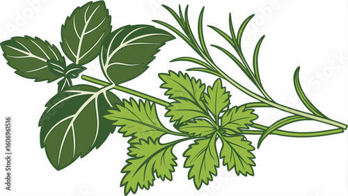 nettle isolated on white background