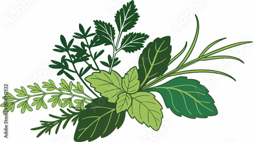 nettle isolated on white background