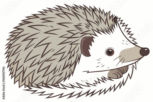 hedgehog on white background