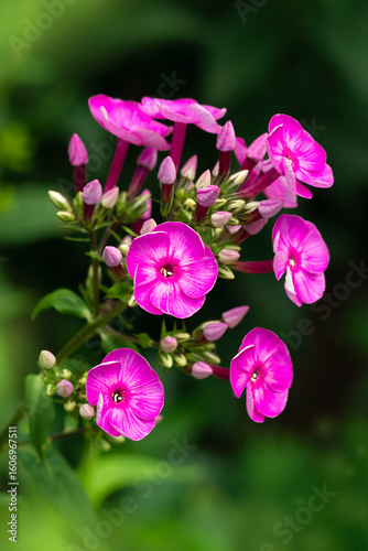 Branch of phlox flower close-up. Summer purple phlox flower in the garden. Phlox branch begins to bloom.
