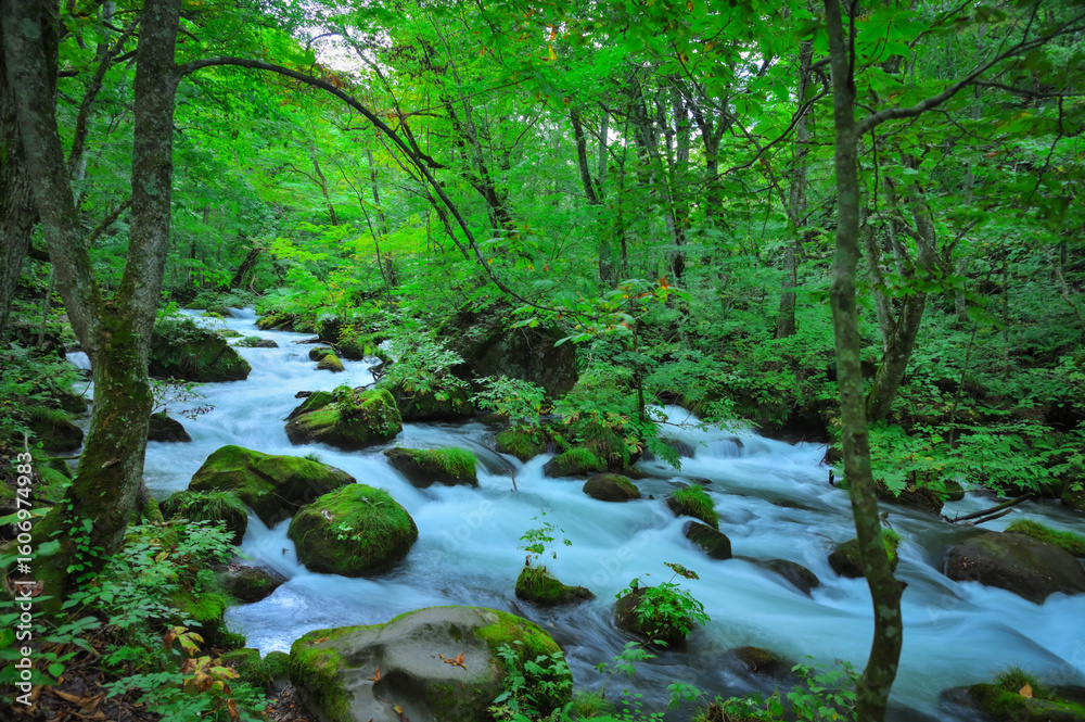 Obraz premium 青森・奥入瀬渓流の神秘的な自然美