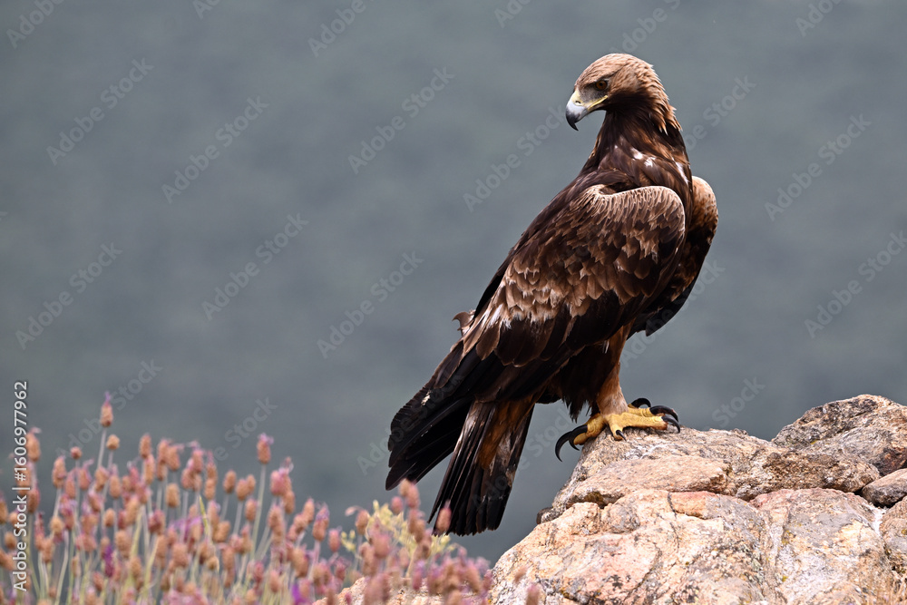 Fototapeta premium a golden eagle in spain in the mountain