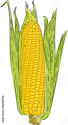 corn cobs isolated on white