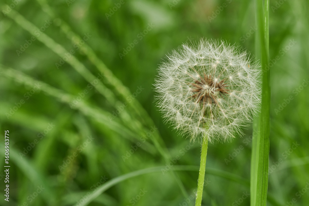 Fototapeta premium Dandelion alone in peaceful green meadow