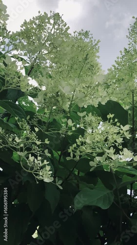 Hydrangea bush natural video
