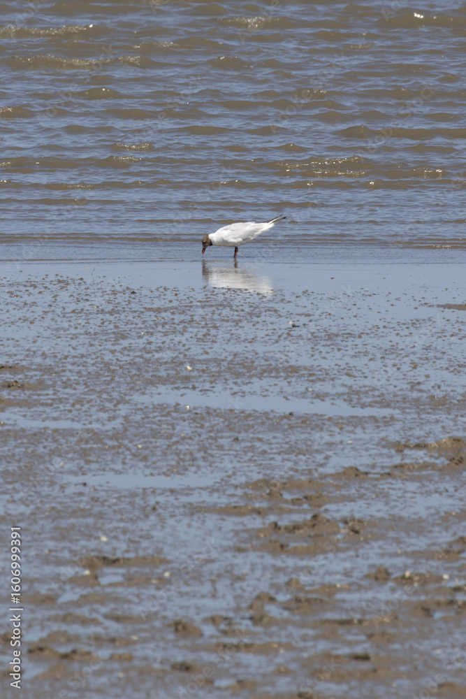 Black headed gull drinking water on mud flat by the sea Black headed gull drinking water on mud flat by the sea