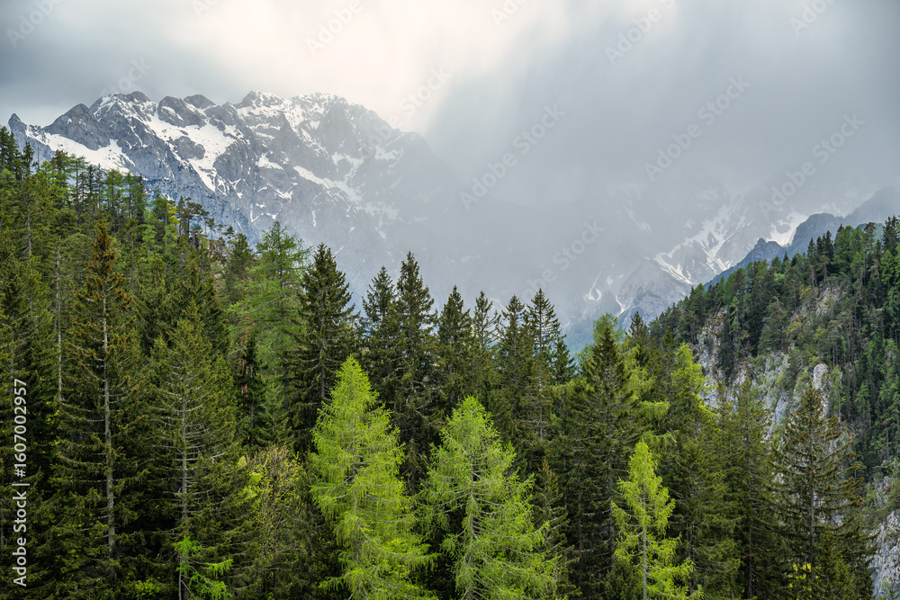 Fototapeta premium Snow-capped mountain peaks above dense alpine forest 