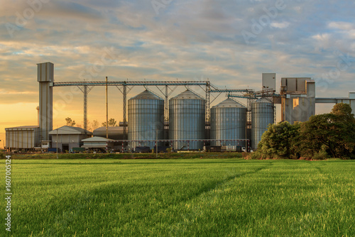 Agricultural Silos - Building Exterior, Storage and drying of grains, wheat, corn, soy, sunflower against the blue sky with rice fields.