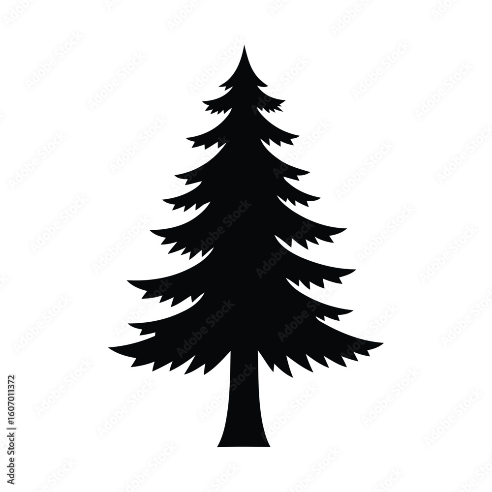 Obraz premium Silhouette of a tall evergreen pine tree