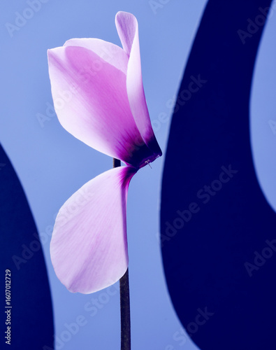 cylamen fleur violet rose  graphisme design  courbes pétales  beauté