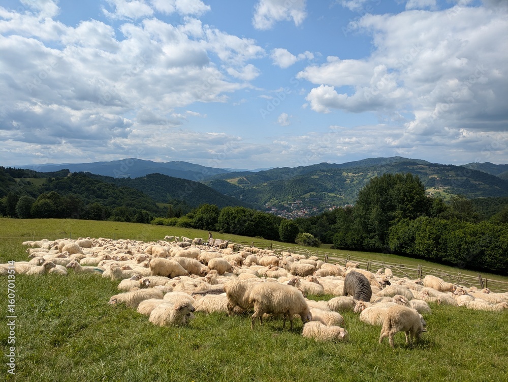 Fototapeta premium sheep in the mountains