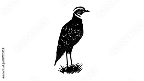 Three-banded Courser bird, black isolated silhouette