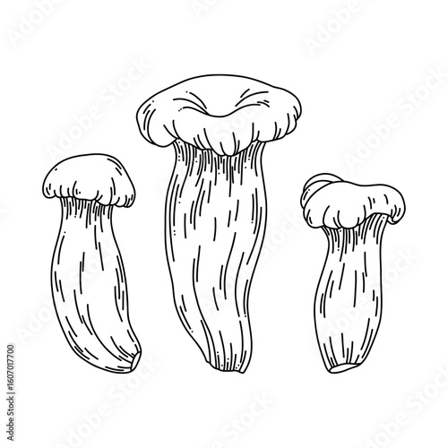 Line art vector set of oyster mushrooms on white background