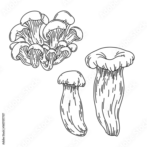 Line art vector set of oyster mushrooms on white background