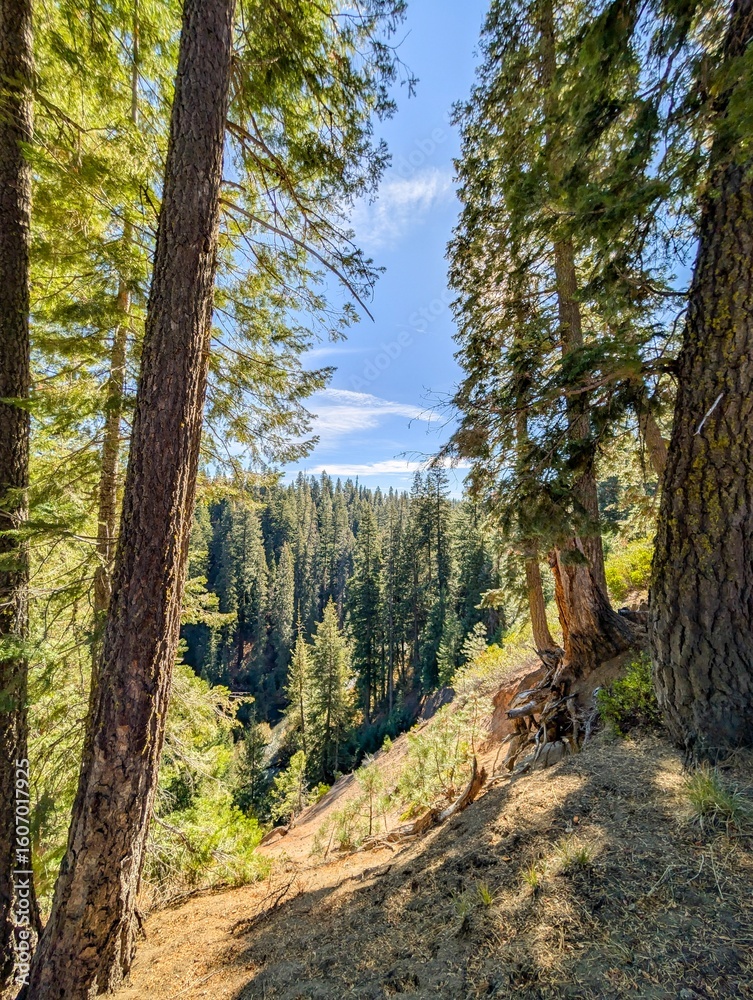 Fototapeta premium beautiful nature scenes near crater lake national park