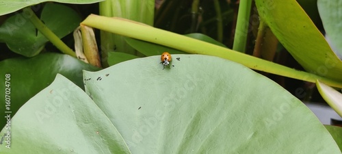 A ladybug resting on a large green lotus leaf, detailed macro shot with soft natural light and vibrant contrast

