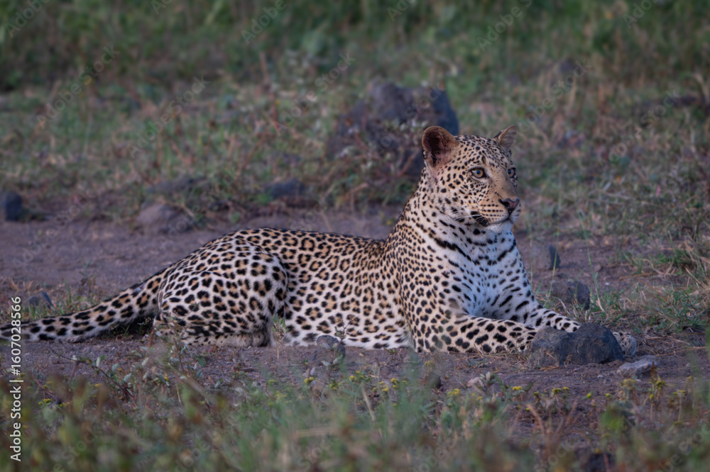 Obraz premium Female leopard lies in clearing scanning savannah