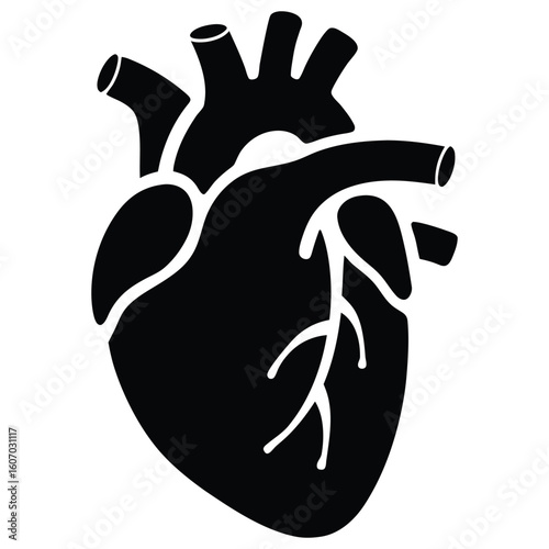 Anatomically correct heart illustration for medical designs and health awareness campaigns