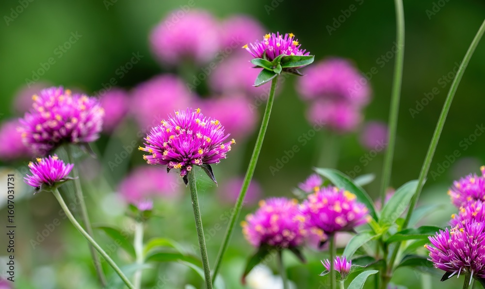 Close-up view of purple Gomphrena flowers Close-up view of purple Gomphrena flowers