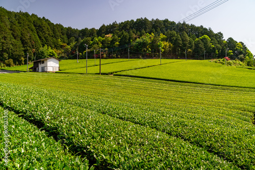 福岡県八女市の広大な茶畑