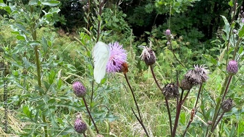 flowers in the meadow