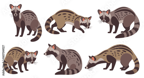 African civets illustrated in various poses and angles  