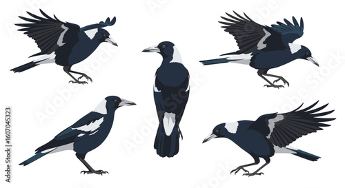 Australian magpie bird in various poses and wing positions  