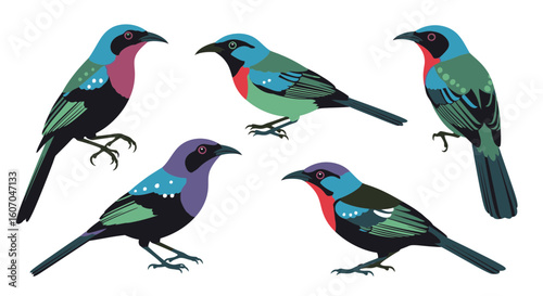Colorful Bowerbirds in various poses on white background  