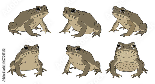 Cane toads illustrated in various poses and angles  