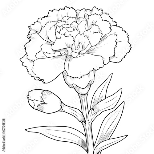 A hand drawn botanical illustration of carnation flower and leaf with line art on white backgrounds is provided