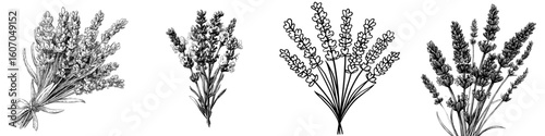 A contemporary illustration in black and white depicting lavender, featuring a bouquet of flowers, specifically mountain lavender, along with a lavender icon represented as a black silhouette and