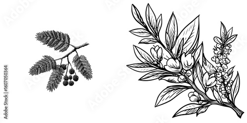 The illustration is a modern black and white sketch of a mimosa branch done by hand