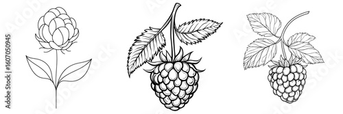 Modern illustration featuring raspberry fruit rendered in a continuous line art drawing style with minimalist black lines on a white background