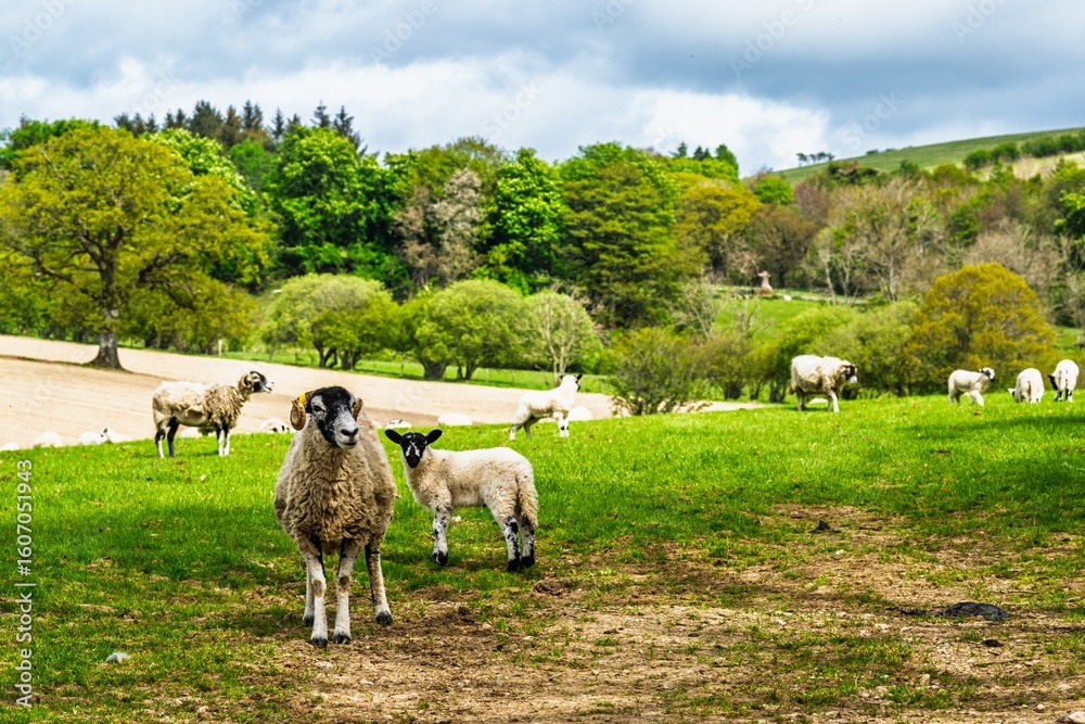 Fototapeta premium Sheep, Ullswater Lake, Lake District National Park, Cumbria, England