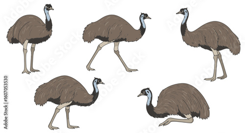Emu in different poses, walking and standing on white background  