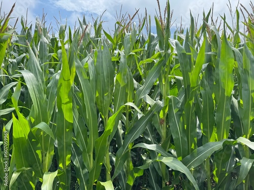 green corn field