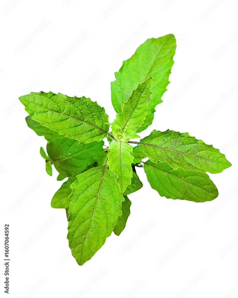 Holy Tulsi Leaves PNG – Organic Green Ocimum Sanctum Leaf Isolated on White Background_Tulsi Holy Tulsi Leaves PNG – Organic Green Ocimum Sanctum Leaf Isolated on White Background_Tulsi