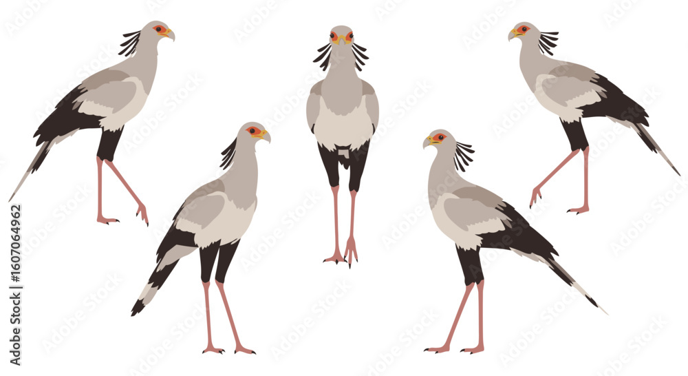 Obraz premium Five Secretary Birds standing in various poses on white background 