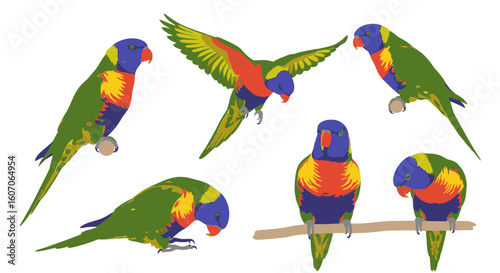 Rainbow Lorikeets in various poses on a white background  