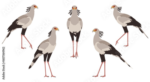 Five Secretary Birds standing in various poses on white background  