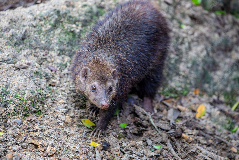 The common kusimanse (Crossarchus obscurus) is a small, diurnal kusimanse or dwarf mongoose. It has a vaguely weasel-shaped body with dark or reddish brown fur that is thick. The common kusimanse (Crossarchus obscurus) is a small, diurnal kusimanse or dwarf mongoose. It has a vaguely weasel-shaped body with dark or reddish brown fur that is thick.